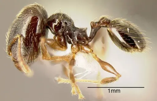 Pheidole monteverdensis specimen INBIOCRI002279752 image inbiocri002279752_2
