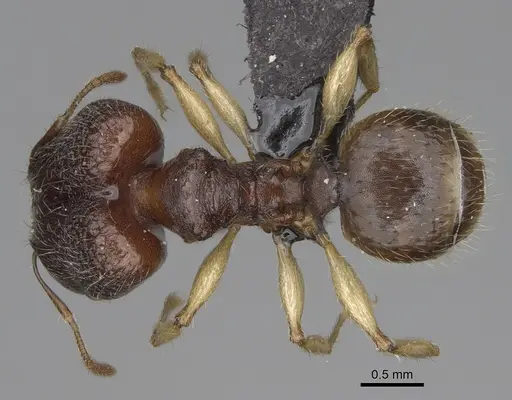 Pheidole moramanaensis specimen CASENT0050486 image casent0050486_1