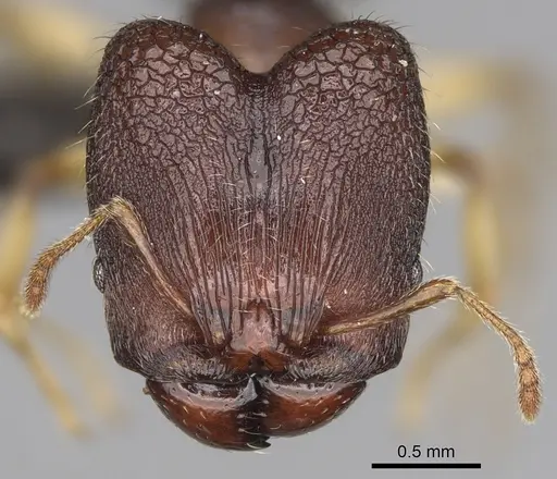 Pheidole moramanaensis specimen CASENT0050486 image casent0050486_2