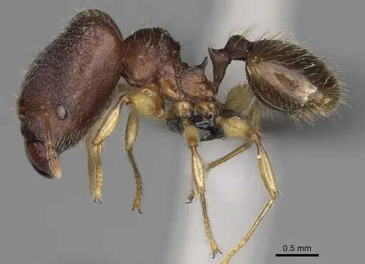 Pheidole moramanaensis specimen CASENT0050486 image casent0050486_4