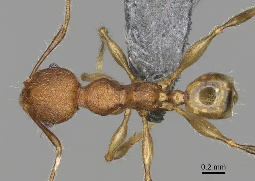 Pheidole moramanaensis specimen CASENT0300854 image casent0300854_1