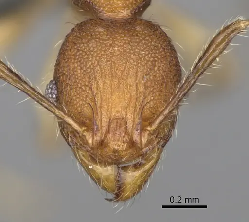 Pheidole moramanaensis specimen CASENT0300854 image casent0300854_2