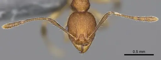 Pheidole moramanaensis specimen CASENT0300854 image casent0300854_3