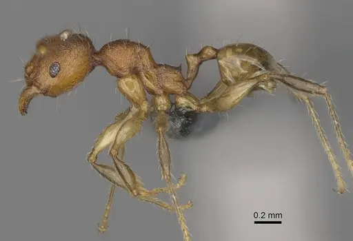 Pheidole moramanaensis specimen CASENT0300854 image casent0300854_4