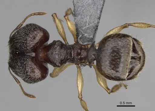 Pheidole moramanaensis specimen CASENT0300855 image casent0300855_1