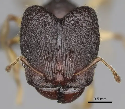 Pheidole moramanaensis specimen CASENT0300855 image casent0300855_2