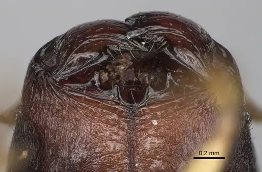 Pheidole moramanaensis specimen CASENT0300855 image casent0300855_3