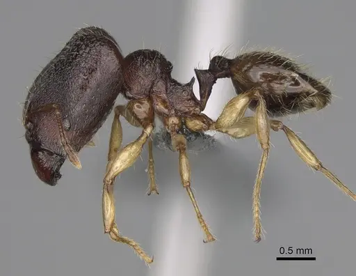 Pheidole moramanaensis specimen CASENT0300855 image casent0300855_4