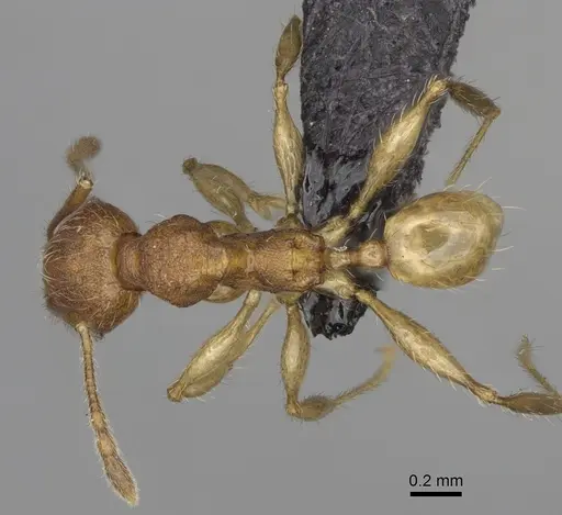 Pheidole moramanaensis specimen CASENT0923172 image casent0923172_1