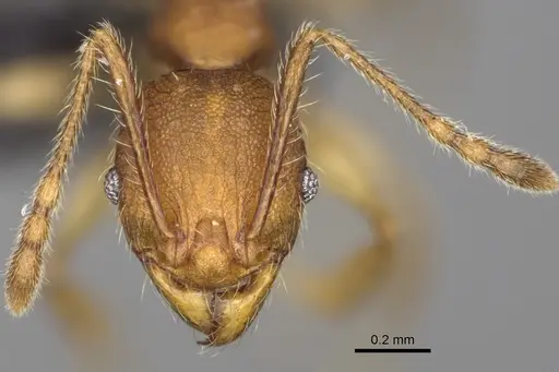 Pheidole moramanaensis specimen CASENT0923172 image casent0923172_2