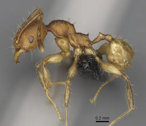 Pheidole moramanaensis specimen CASENT0923172 image casent0923172_3