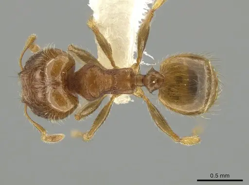 Pheidole morelosana specimen CASENT0644584 image casent0644584_1