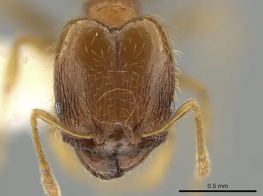 Pheidole morelosana specimen CASENT0644584 image casent0644584_2