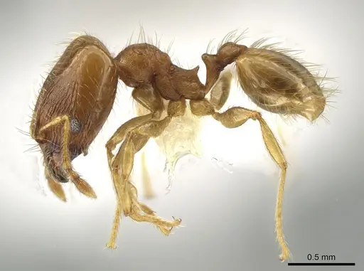 Pheidole morelosana specimen CASENT0644584 image casent0644584_3