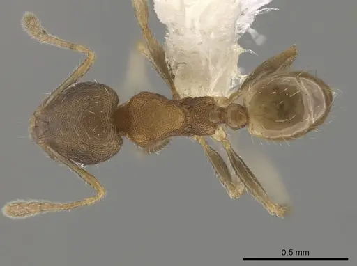Pheidole morelosana specimen CASENT0644587 image casent0644587_1
