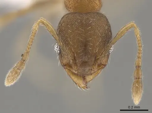 Pheidole morelosana specimen CASENT0644587 image casent0644587_2