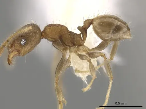 Pheidole morelosana specimen CASENT0644587 image casent0644587_3