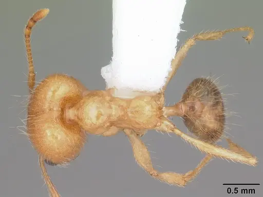 Pheidole morrisii specimen CASENT0104415 image casent0104415_1