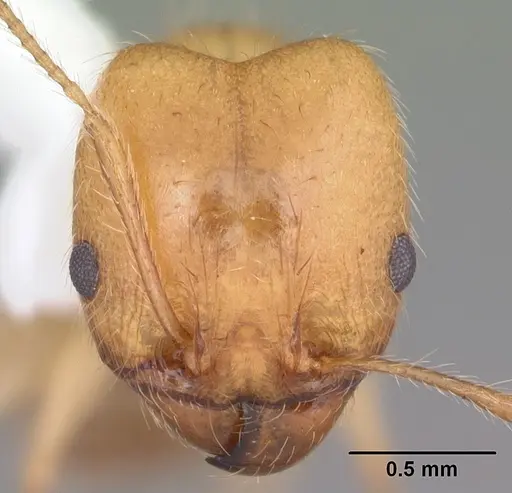 Pheidole morrisii specimen CASENT0104415 image casent0104415_2