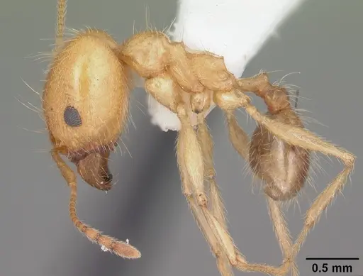 Pheidole morrisii specimen CASENT0104415 image casent0104415_3