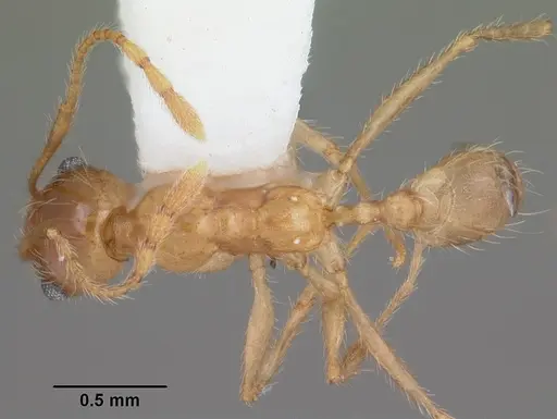 Pheidole morrisii specimen CASENT0104416 image casent0104416_1