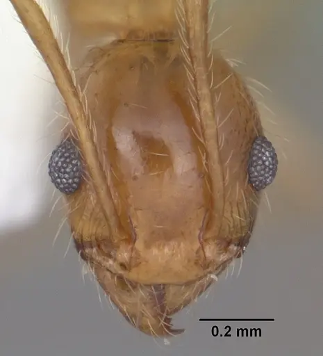 Pheidole morrisii specimen CASENT0104416 image casent0104416_2