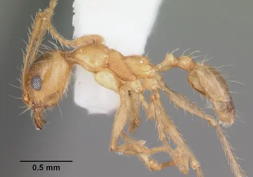 Pheidole morrisii specimen CASENT0104416 image casent0104416_3