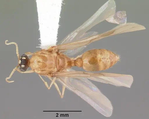 Pheidole morrisii specimen CASENT0104417 image casent0104417_1