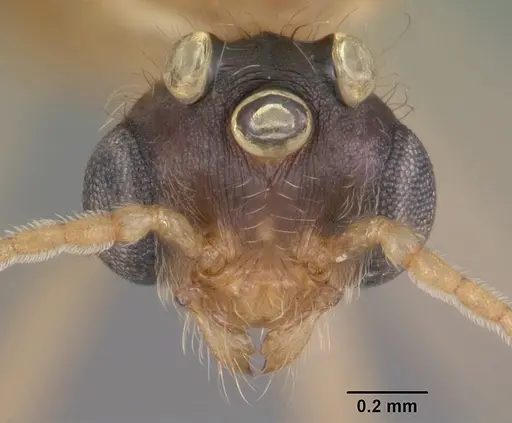 Pheidole morrisii specimen CASENT0104417 image casent0104417_2