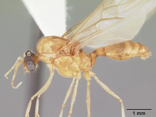 Pheidole morrisii specimen CASENT0104417 image casent0104417_3