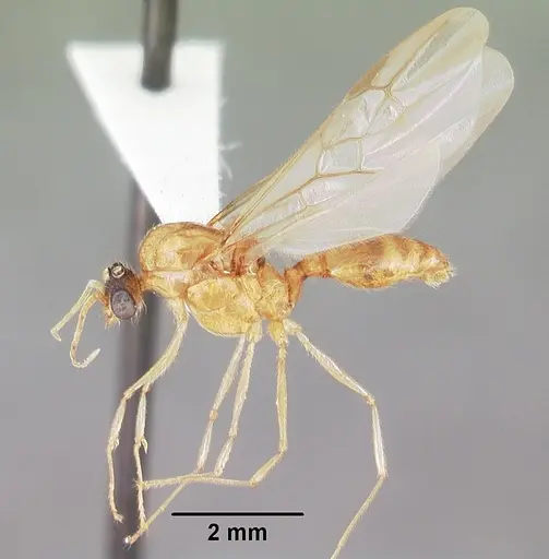 Pheidole morrisii specimen CASENT0104417 image casent0104417_4
