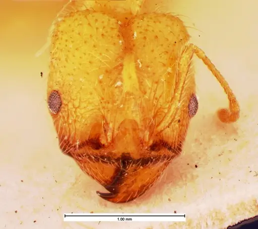 Pheidole morrisii specimen CASENT0105561 image casent0105561_1