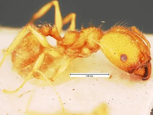 Pheidole morrisii specimen CASENT0105561 image casent0105561_2