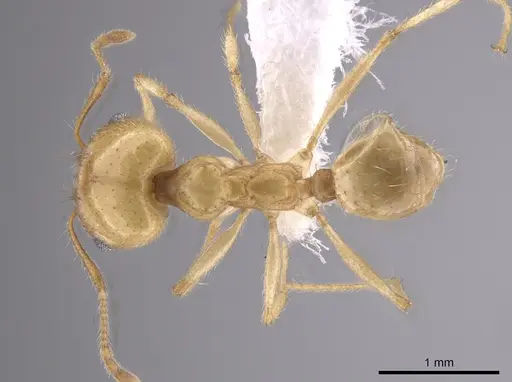 Pheidole morrisii specimen CASENT0650685 image casent0650685_1
