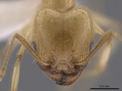 Pheidole morrisii specimen CASENT0650685 image casent0650685_2
