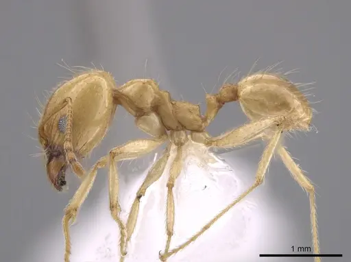 Pheidole morrisii specimen CASENT0650685 image casent0650685_3