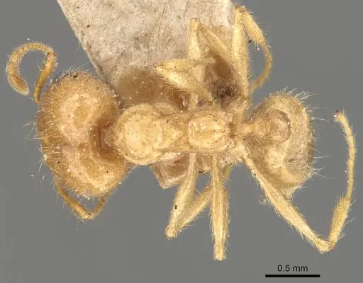 Pheidole morrisii specimen CASENT0908228 image casent0908228_1