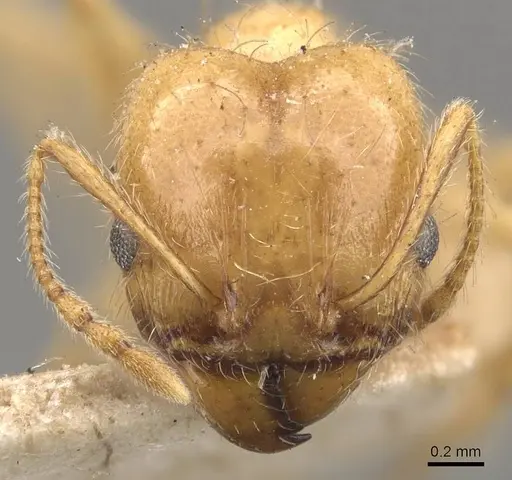 Pheidole morrisii specimen CASENT0908228 image casent0908228_2