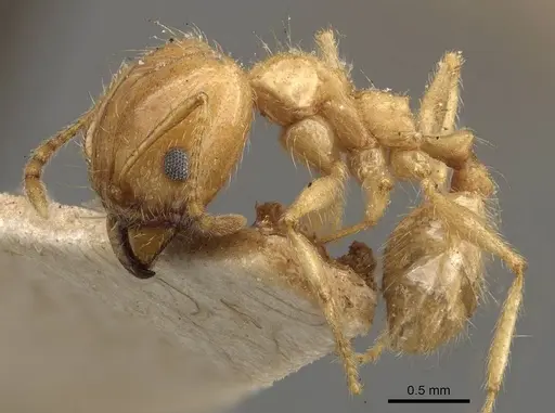 Pheidole morrisii specimen CASENT0908228 image casent0908228_3