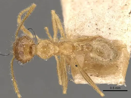 Pheidole morrisii specimen CASENT0908229 image casent0908229_1