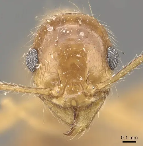 Pheidole morrisii specimen CASENT0908229 image casent0908229_2
