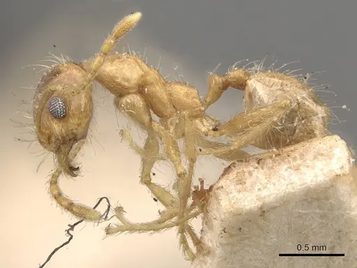 Pheidole morrisii specimen CASENT0908229 image casent0908229_3