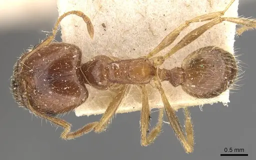 Pheidole morrisii specimen CASENT0908230 image casent0908230_1