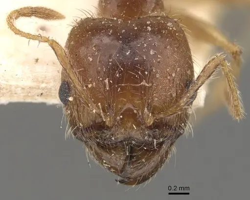 Pheidole morrisii specimen CASENT0908230 image casent0908230_2