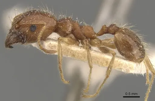 Pheidole morrisii specimen CASENT0908230 image casent0908230_3