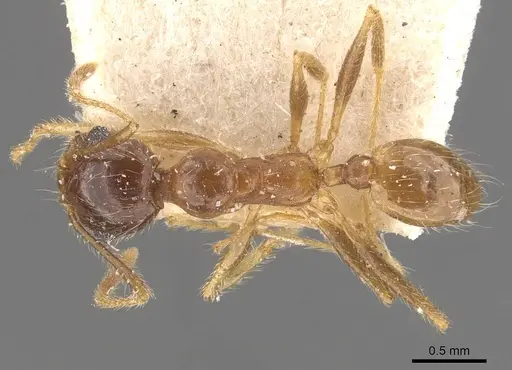 Pheidole morrisii specimen CASENT0908231 image casent0908231_1