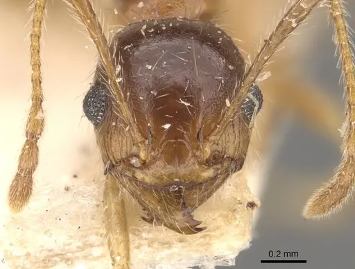 Pheidole morrisii specimen CASENT0908231 image casent0908231_2