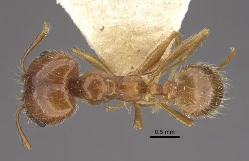 Pheidole morrisii specimen CASENT0917780 image casent0917780_1