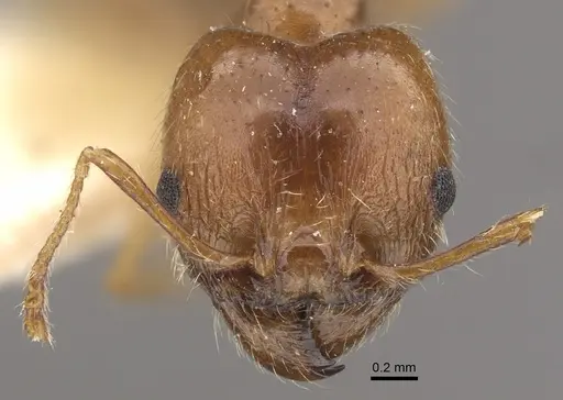 Pheidole morrisii specimen CASENT0917780 image casent0917780_2