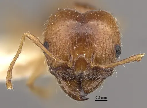 Pheidole morrisii specimen CASENT0917780 image casent0917780_3